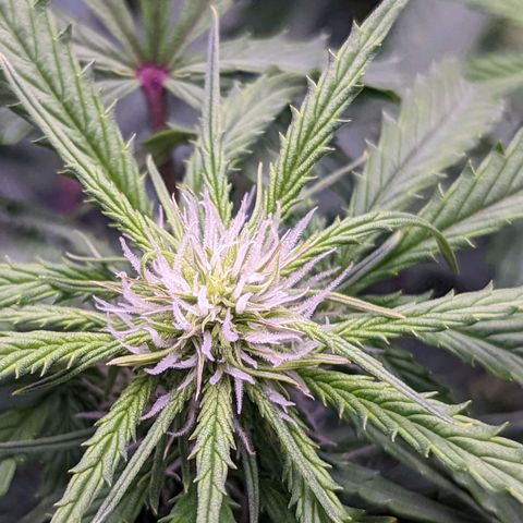 Tastebudz Forbidden Fruitz growlog timeline photo