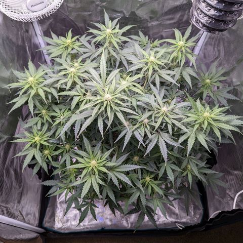 Tastebudz Forbidden Fruitz growlog timeline photo