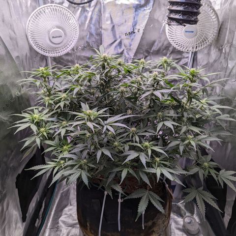 Tastebudz Forbidden Fruitz growlog timeline photo