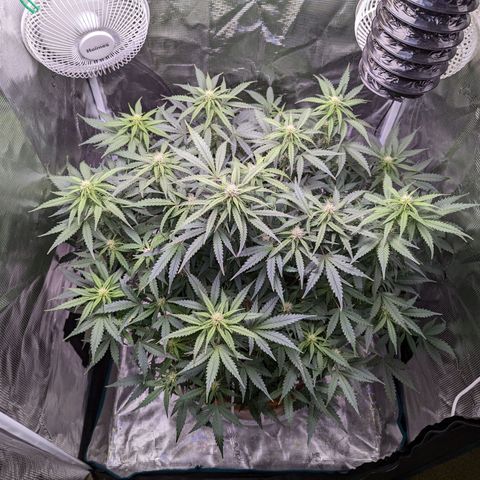 Tastebudz Forbidden Fruitz growlog timeline photo