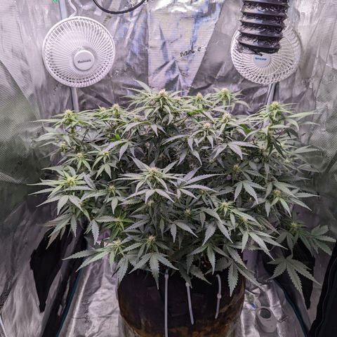 Tastebudz Forbidden Fruitz growlog timeline photo