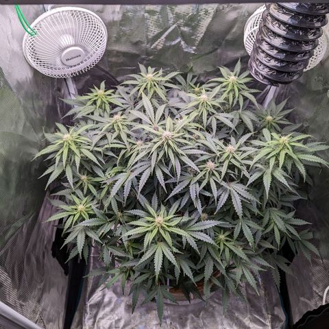 Tastebudz Forbidden Fruitz growlog timeline photo