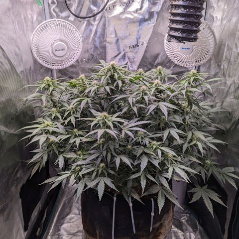 Tastebudz Forbidden Fruitz growlog timeline photo