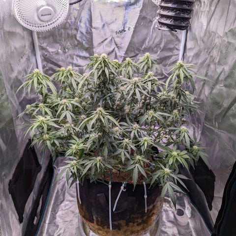 Tastebudz Forbidden Fruitz growlog timeline photo