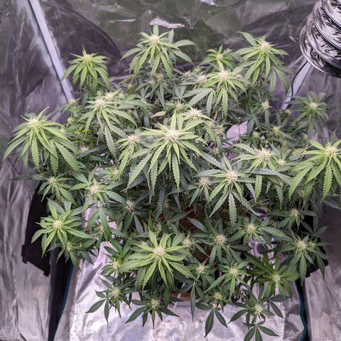Tastebudz Forbidden Fruitz growlog timeline photo