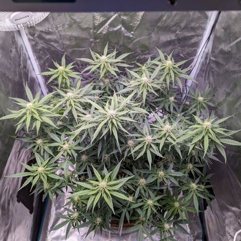 Tastebudz Forbidden Fruitz growlog timeline photo