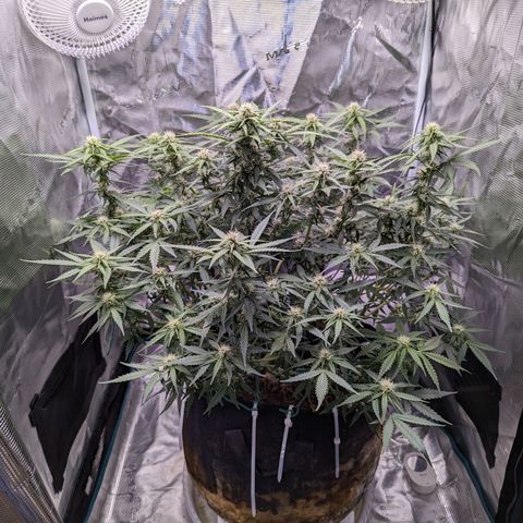 Tastebudz Forbidden Fruitz growlog timeline photo