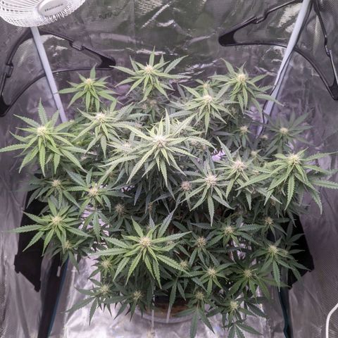 Tastebudz Forbidden Fruitz growlog timeline photo