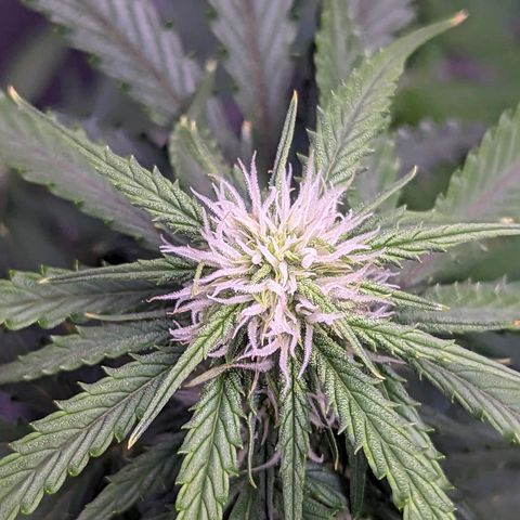 Tastebudz Forbidden Fruitz growlog timeline photo