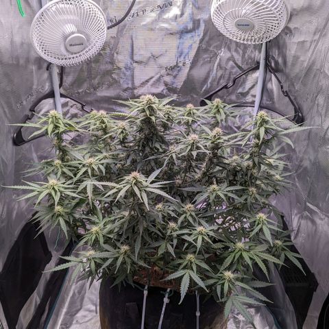 Tastebudz Forbidden Fruitz growlog timeline photo