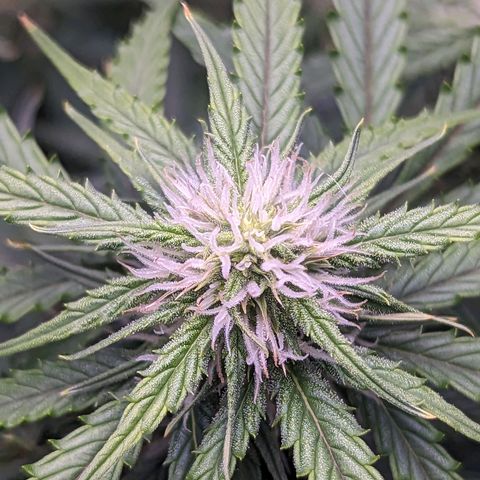 Tastebudz Forbidden Fruitz growlog timeline photo