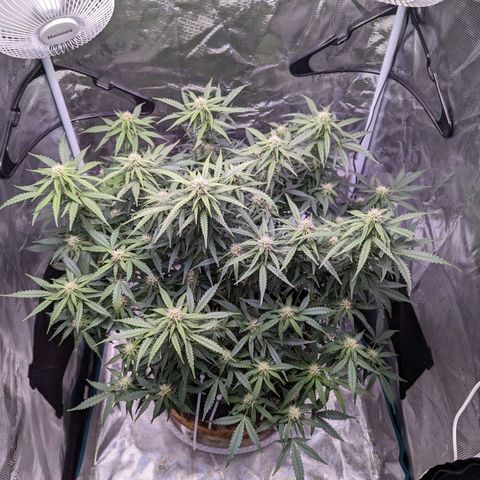 Tastebudz Forbidden Fruitz growlog timeline photo