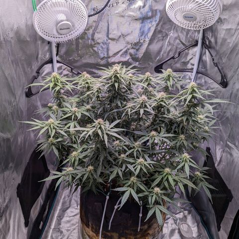 Tastebudz Forbidden Fruitz growlog timeline photo