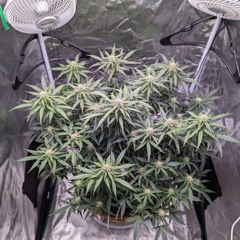 Tastebudz Forbidden Fruitz growlog timeline photo