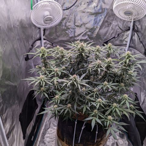 Tastebudz Forbidden Fruitz growlog timeline photo