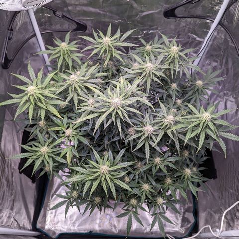 Tastebudz Forbidden Fruitz growlog timeline photo