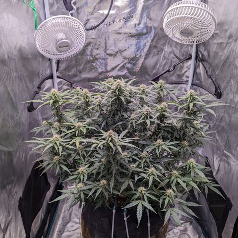 Tastebudz Forbidden Fruitz growlog timeline photo