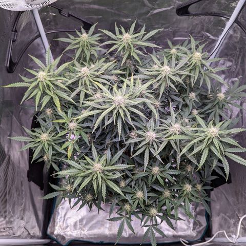 Tastebudz Forbidden Fruitz growlog timeline photo