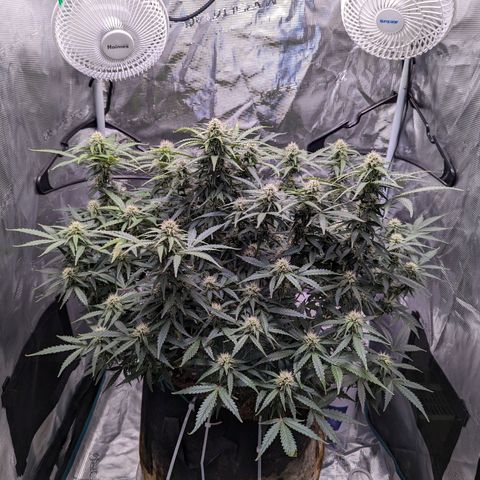 Tastebudz Forbidden Fruitz growlog timeline photo