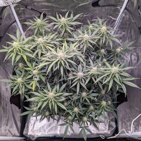 Tastebudz Forbidden Fruitz growlog timeline photo
