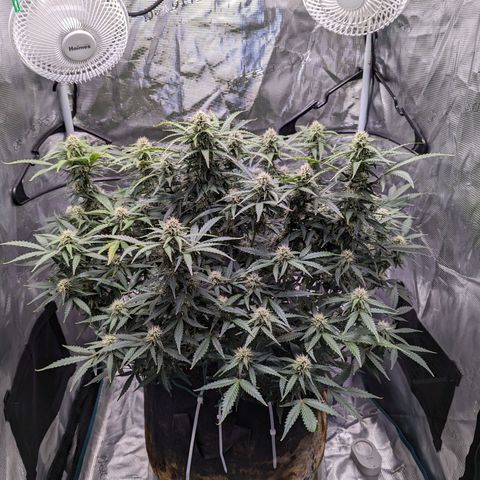 Tastebudz Forbidden Fruitz growlog timeline photo