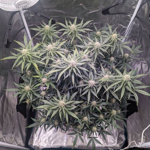 Tastebudz Forbidden Fruitz growlog timeline photo