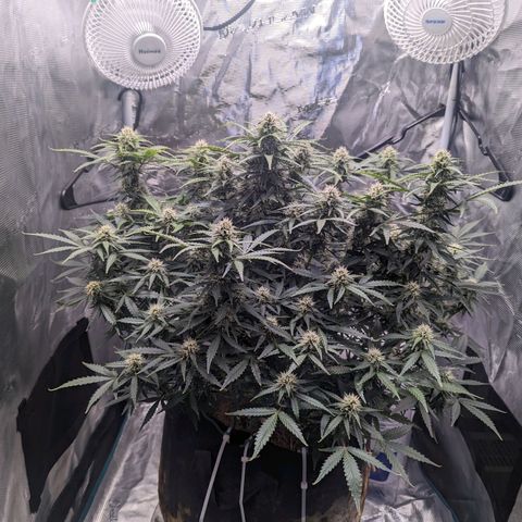 Tastebudz Forbidden Fruitz growlog timeline photo