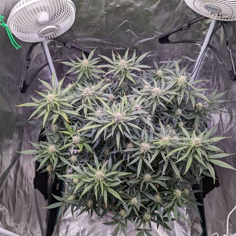 Tastebudz Forbidden Fruitz growlog timeline photo