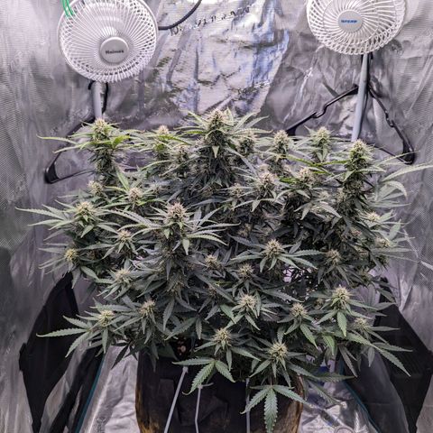 Tastebudz Forbidden Fruitz growlog timeline photo