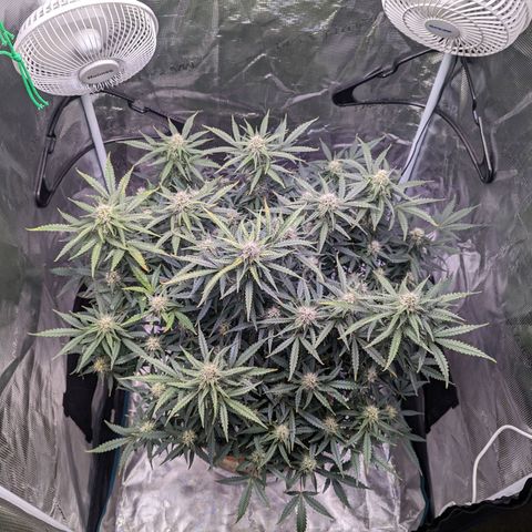 Tastebudz Forbidden Fruitz growlog timeline photo