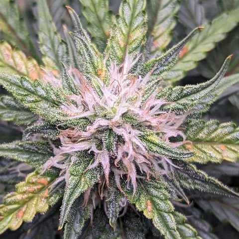 Tastebudz Forbidden Fruitz growlog timeline photo