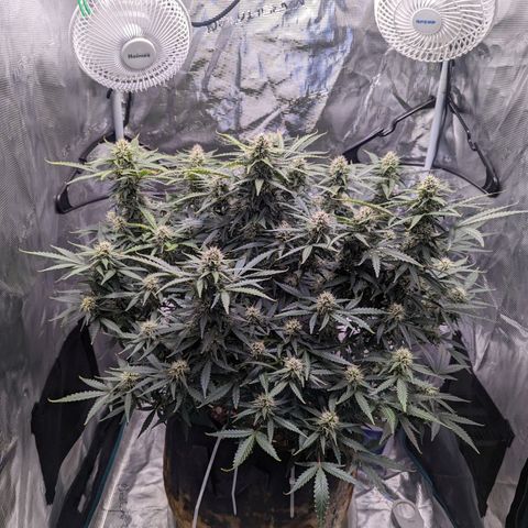 Tastebudz Forbidden Fruitz growlog timeline photo