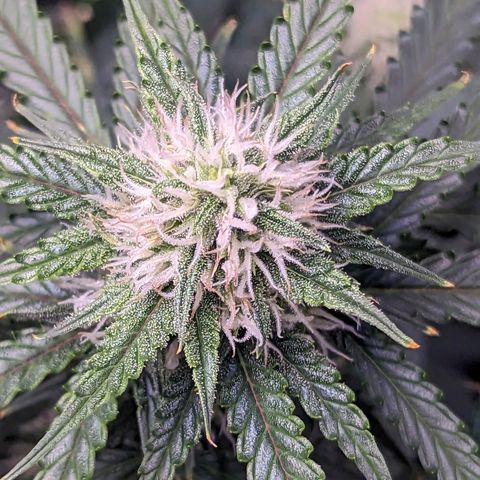 Tastebudz Forbidden Fruitz growlog timeline photo