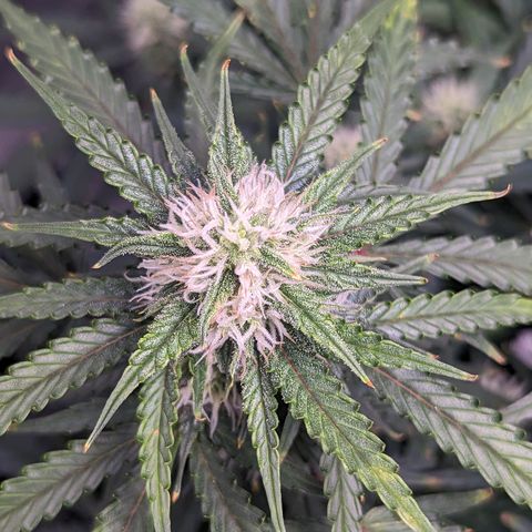 Tastebudz Forbidden Fruitz growlog timeline photo