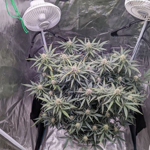 Tastebudz Forbidden Fruitz growlog timeline photo