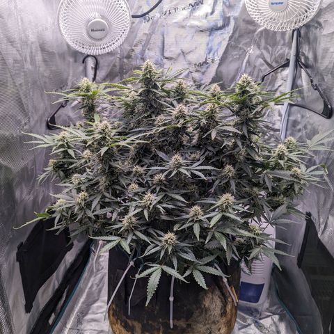 Tastebudz Forbidden Fruitz growlog timeline photo