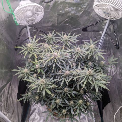 Tastebudz Forbidden Fruitz growlog timeline photo