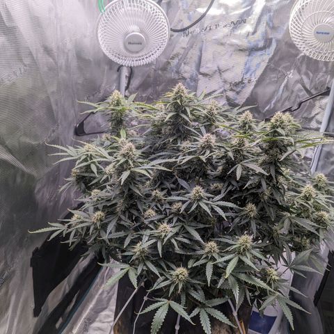 Tastebudz Forbidden Fruitz growlog timeline photo