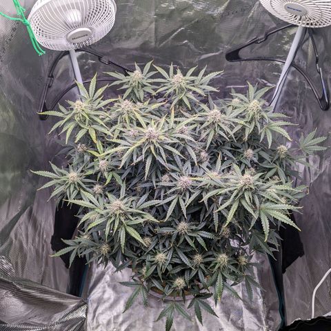 Tastebudz Forbidden Fruitz growlog timeline photo