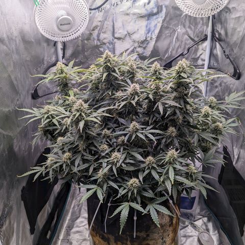 Tastebudz Forbidden Fruitz growlog timeline photo