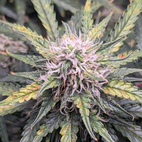 Tastebudz Forbidden Fruitz growlog timeline photo