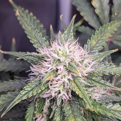 Tastebudz Forbidden Fruitz growlog timeline photo