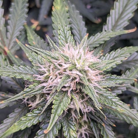 Tastebudz Forbidden Fruitz growlog timeline photo