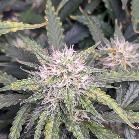 Tastebudz Forbidden Fruitz growlog timeline photo