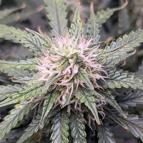 Tastebudz Forbidden Fruitz growlog timeline photo