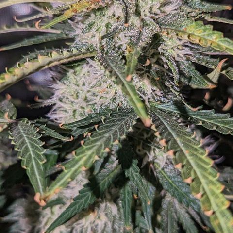 Tastebudz Forbidden Fruitz growlog timeline photo