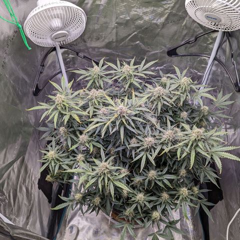 Tastebudz Forbidden Fruitz growlog timeline photo