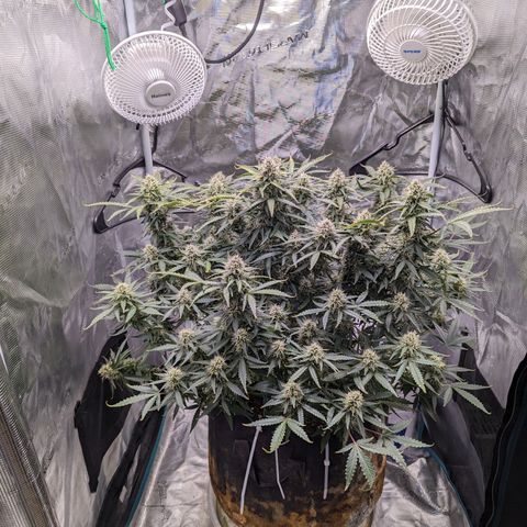 Tastebudz Forbidden Fruitz growlog timeline photo