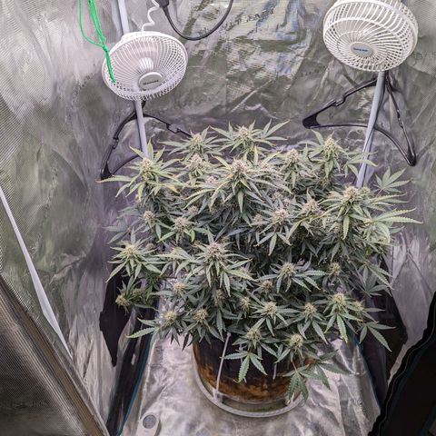 Tastebudz Forbidden Fruitz growlog timeline photo