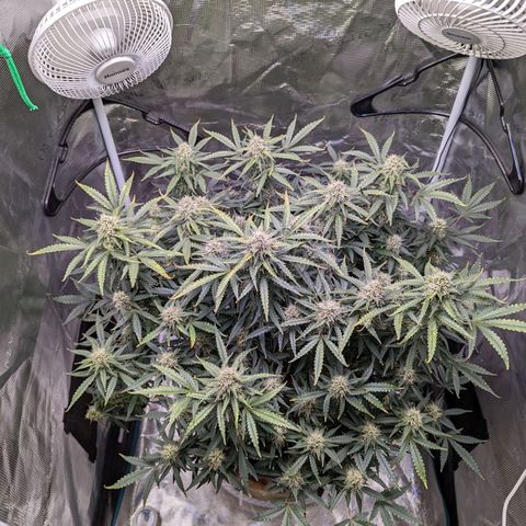 Tastebudz Forbidden Fruitz growlog timeline photo